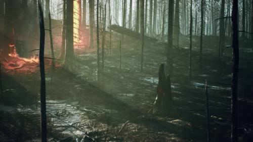 Videohive - Forest Fire with Fallen Tree is Burned to the Ground - 47787819