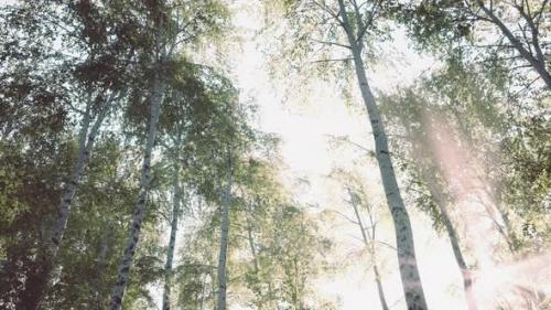 Videohive - Birch Trees in Bright Sunshine in Late Summer - 47787825