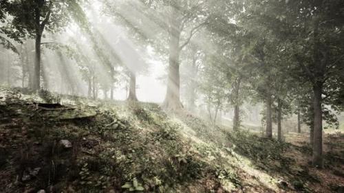Videohive - Beautiful Morning in the Forest - 47787378