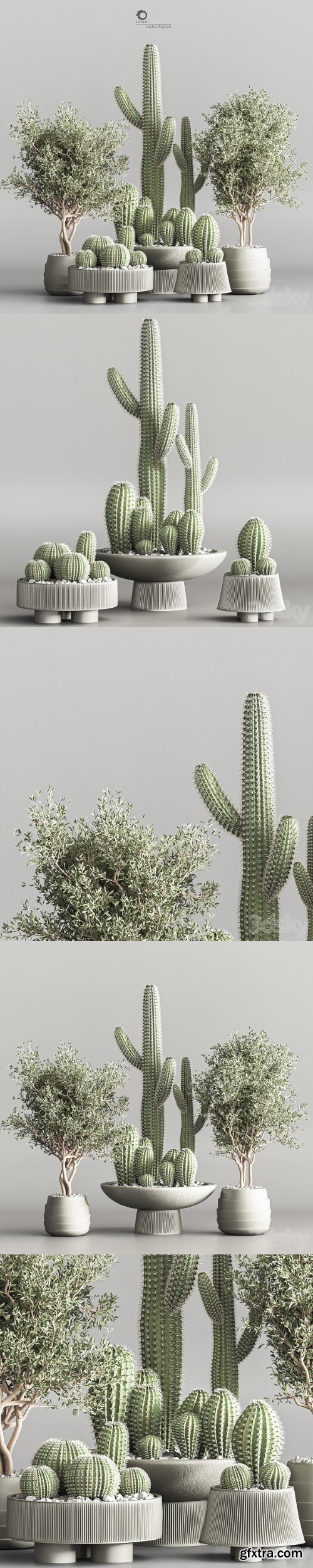 Cactus & plant vol 01