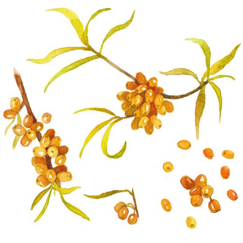 Watercolor painted sea buckthorn. Hand drawn fresh food design elements isolated on white background. 639884242