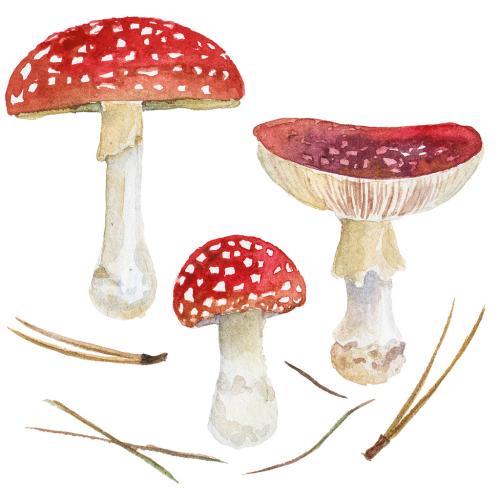 Abstract watercolor illustration of autumn mushrooms. Hand drawn nature design elements isolated on white background. 639884220