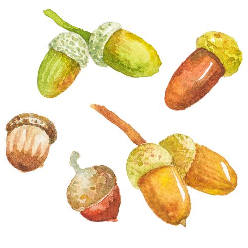 Abstract watercolor illustration of autumn acorn. Hand drawn nature design elements isolated on white background. 639884221