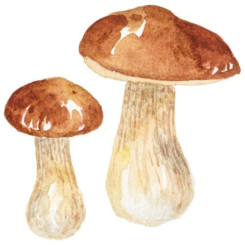 Abstract watercolor illustration of autumn mushrooms. Hand drawn nature design elements isolated on white background. 639884182