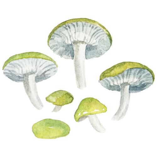 Abstract watercolor illustration of autumn mushrooms. Hand drawn nature design elements isolated on white background. 639884174