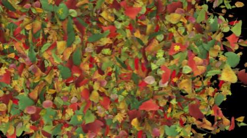 Videohive - Autumn Leaves Fall Transition - 48024346