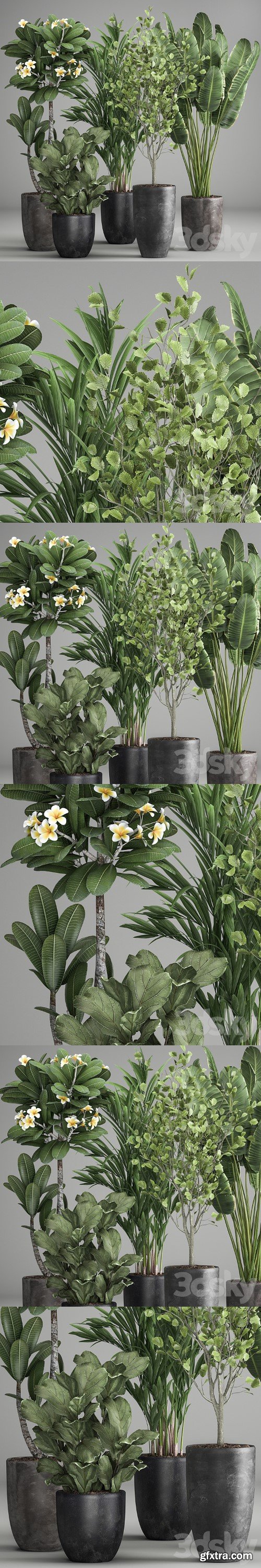 Collection of plants in black pots Strelitzia, tree, ficus, Plumeria, banana palm. Set 984.