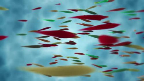 Videohive - Colorful Tropical Fish Swimming Motion Background - 48034685
