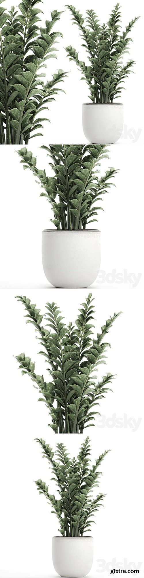 plant Zamioculcas 616. Indoor plant, white flowerpot, Scandinavian style, pot, indoor, interior