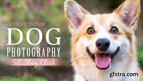 Dog Photography: Sit, Stay, Click