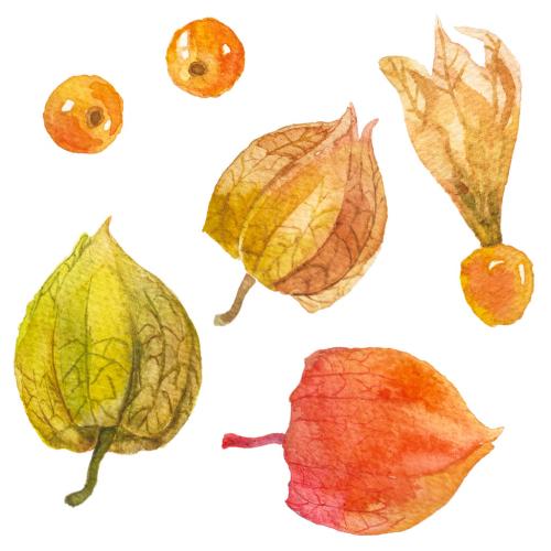 Abstract watercolor illustration of autumn physalis berries. Hand drawn nature design elements isolated on white background. 646516259