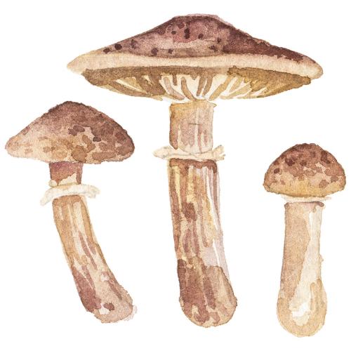 Abstract watercolor illustration of autumn mushrooms. Hand drawn nature design elements isolated on white background. 646516230