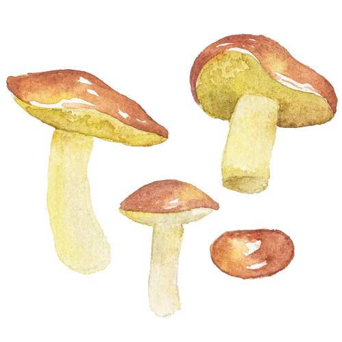Abstract watercolor illustration of autumn mushrooms. Hand drawn nature design elements isolated on white background. 646516221