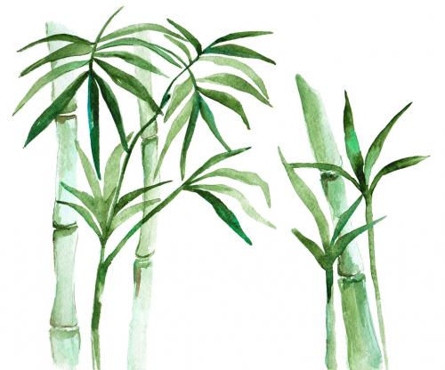 Hand drawn illustration of watercolor bamboo isolated on white background 646516068