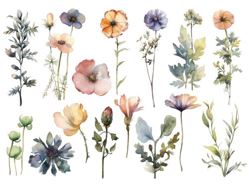 Watercolor painted flowers. Hand drawn flower design elements isolated on white background. 646515883