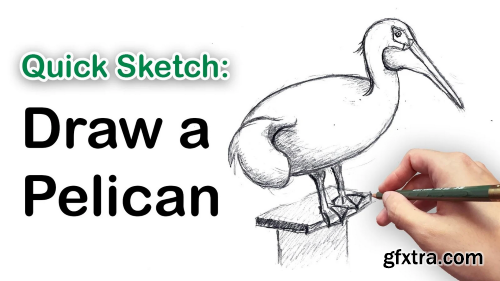 Quick Sketching Class: Learn to Draw a Pelican - Drawing for Beginners