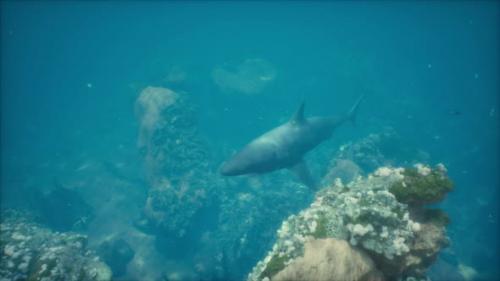 Videohive - Great White Shark Swimming Over the Bottom at the Neptune Islands - 48097554