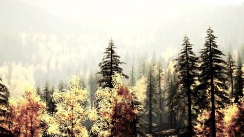 Videohive - Illuminated Evergreen Forest in the Mountains During Sunset - 48097831