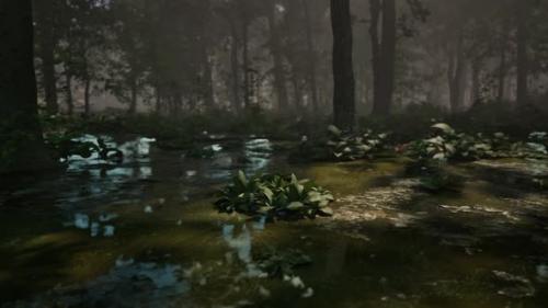 Videohive - Mystic Foggy Swamp with Trees - 48098715