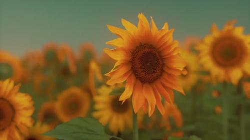 Videohive - Many Bright Yellow Big Sunflowers in Plantation Fields on Evening Sunset - 48098722