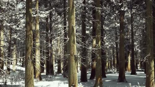 Videohive - Sunset or Sunrise in the Winter Pine Forest Covered with a Snow - 48098845