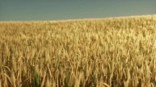 Videohive - Agricultural Wheat Field Under Sunset - 48099125