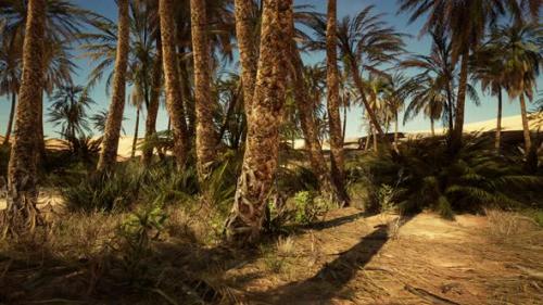 Videohive - Palms Oasis in the Desert - 48099472