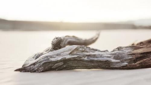 Videohive - Piece of an Old Root is Lying in the Sand of the Beach - 48099566