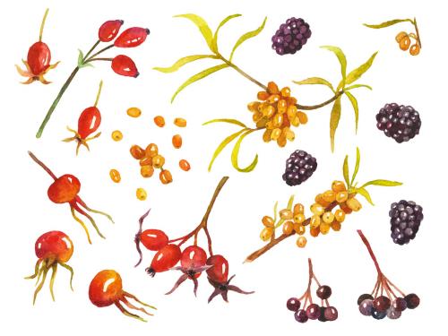 Abstract watercolor collection of autumn berries. Hand drawn nature design elements isolated on white background. 647202986