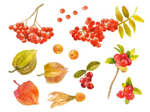 Abstract watercolor collection of autumn berries. Hand drawn nature design elements isolated on white background. 647202877