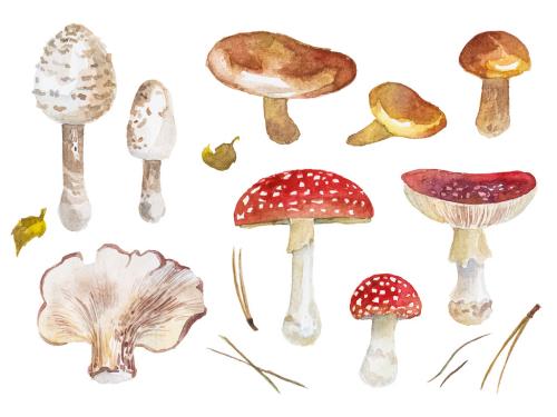 Abstract watercolor collection of autumn mushrooms. Hand drawn nature design elements isolated on white background. 647202824