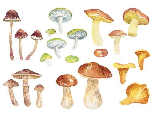 Abstract watercolor collection of autumn mushrooms. Hand drawn nature design elements isolated on white background. 647202799
