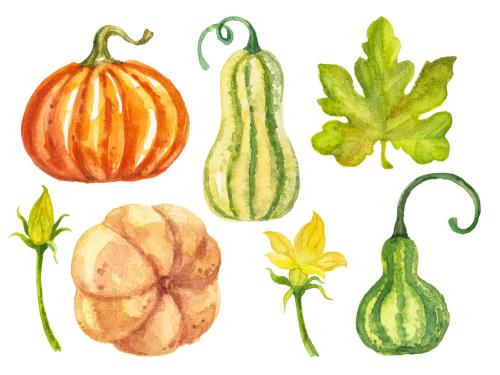Abstract watercolor collection of autumn pumpkins. Hand drawn nature design elements isolated on white background. 647202737