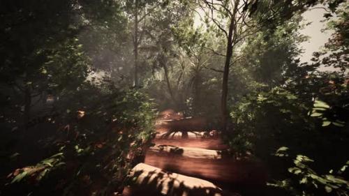 Videohive - Strolling Along a Hazy Path in the Midst of the Jungle - 48126529