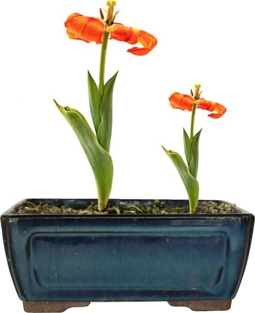 Premium PSD | Plant vegetation foliage phytopathology tulipan Premium PSD