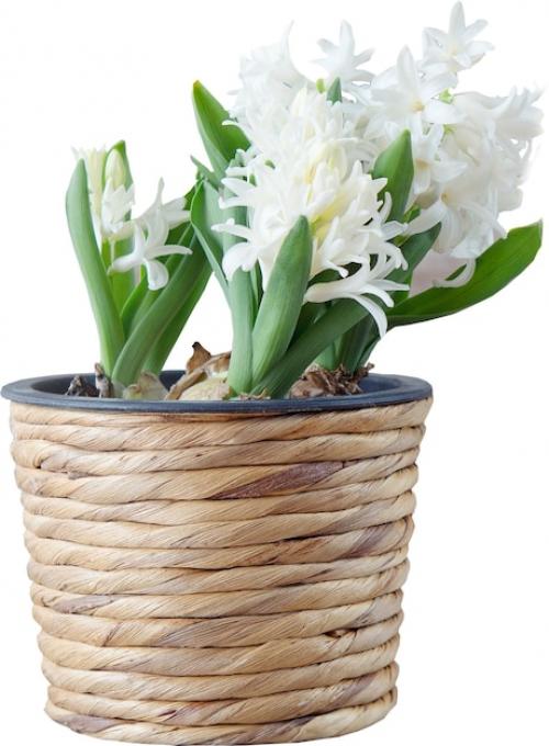 Premium PSD | Plant realistic white basket with soft backdrop white basket with white flowers Premium PSD