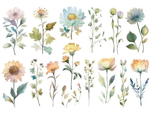 Vector watercolor painted flowers. Hand drawn flower design elements isolated on white background. 646949789