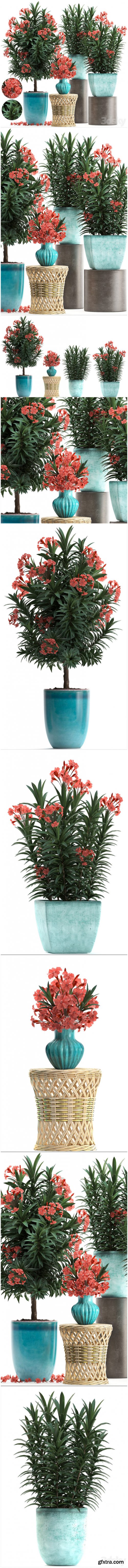 Plant Collection 270. Nerium oleander, flowering tree, pot, flowerpot, bush, bouquet, indoor plants, garden plants, landscaping, for the park, garden