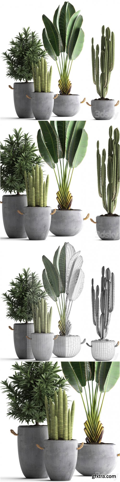 Plant Collection 434. Ravenala, concrete flowerpot, Cereus, cactus, oleander, indoor plants