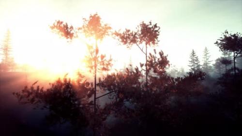 Videohive - Foggy Green Pine Forest with Canopies of Spruce Trees and Sunrise Rays - 48097637