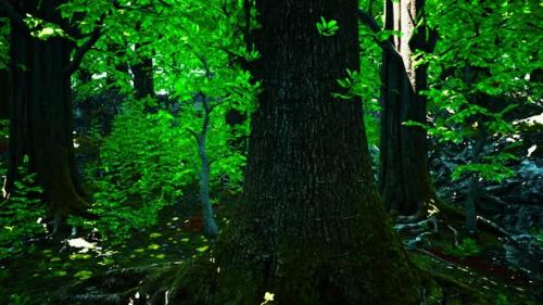 Videohive - A Dense Forest with Vibrant Green Trees - 48094029
