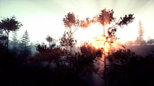 Videohive - Stunning Sunset Light Illuminating Pine Tree Branch - 48195052