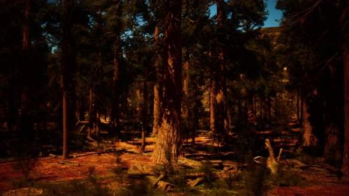 Videohive - Sequoia Trees Bathed in the Last Light of Day - 48194786
