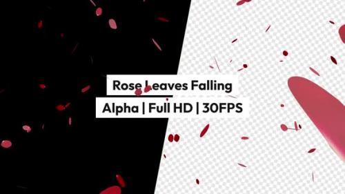 Videohive - Rose Leaves Falling Alpha - 48107903