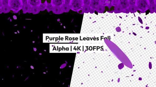 Videohive - Purple Rose Leaves Falling Alpha - 48119771