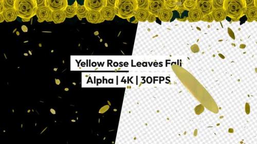 Videohive - Yellow Rose Leaves Falling Alpha - 48119864