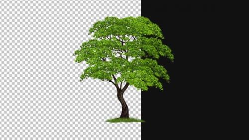 Videohive - Tree in Wind Animation Alpha 1080p - 48224383