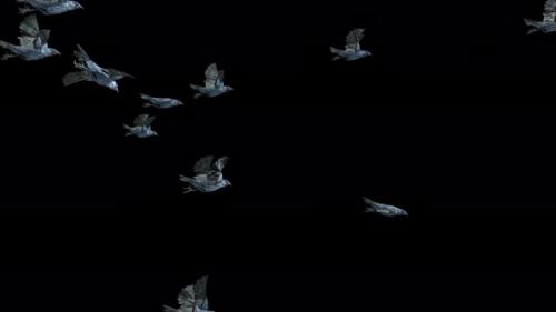 Videohive - 22 Crow Bird Bat Flying 4K - 48242328