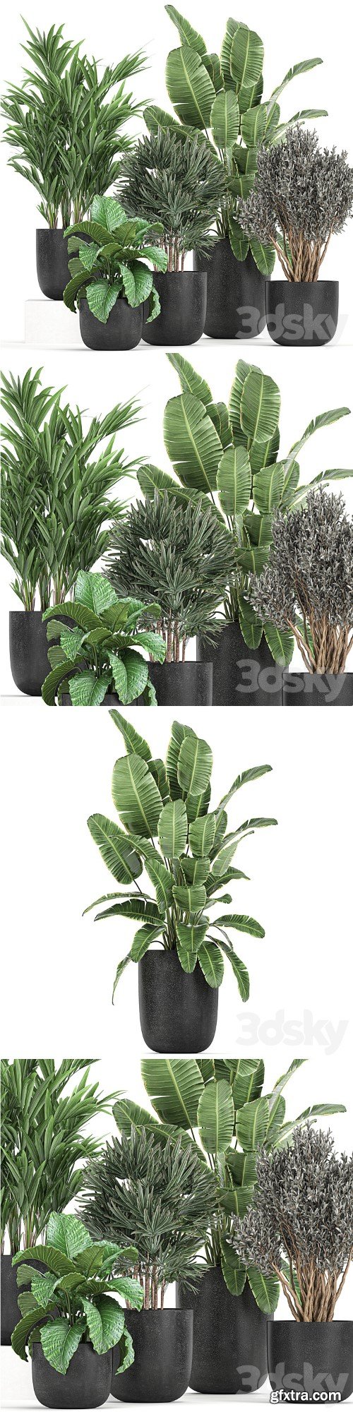 A collection of small plants and bushes Banana palm, olive, Rapeseed, Alokasia in black pots. Set 813.