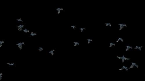 Videohive - 22 Crow Bird Bat Flying HD - 48369444